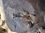 image-b0f63.jpg